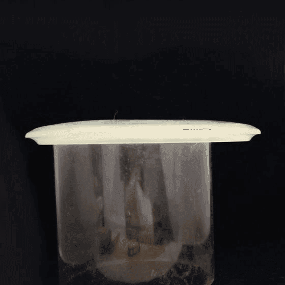 Other Flying Squirrel