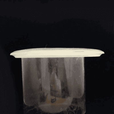 Other Flying Squirrel